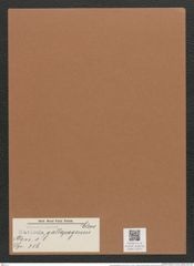 Navicula gallapagensis Cleve (de-Toni-Nr.: Genus 1, Species 356) Zeichnungen Sammlung Grunow Mappe 00315 (Herbarium_W_Grunow_drawings_Folder_00315)